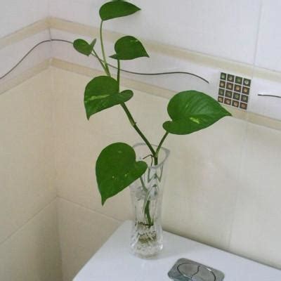 八卦有哪些 廁所擺放植物